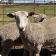 sheep ear tag at gate