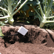 Soil moisture probe in broccoli crop