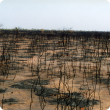 Soft spinifex plains pasture after intense fire, note wattle stem density