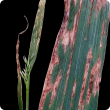 Oat leaves displaying water soaked appearance with red-brown longitudinal stripes typical of stripe blight