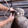 Weaner being vaccinated with 5 in 1 vaccine to protect the sheep from clostridial diseases.