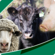 sheep, cattle, pig image used for WA Livestock Disease Outlook icon