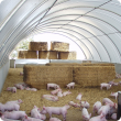 Weaner pigs in deep litter eco-shelter
