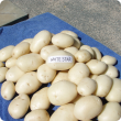 Washed tubers of White Star showing smooth cream skin