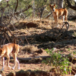 Two wild dogs in the bush