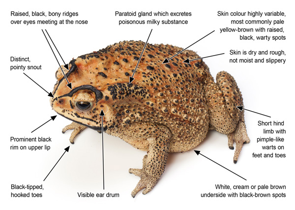 Biosecurity alert: Asian black-spined toad | Agriculture and Food