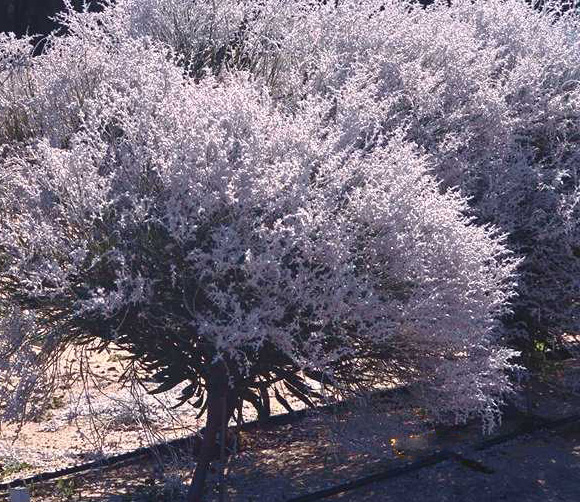 smoke bush tree australia